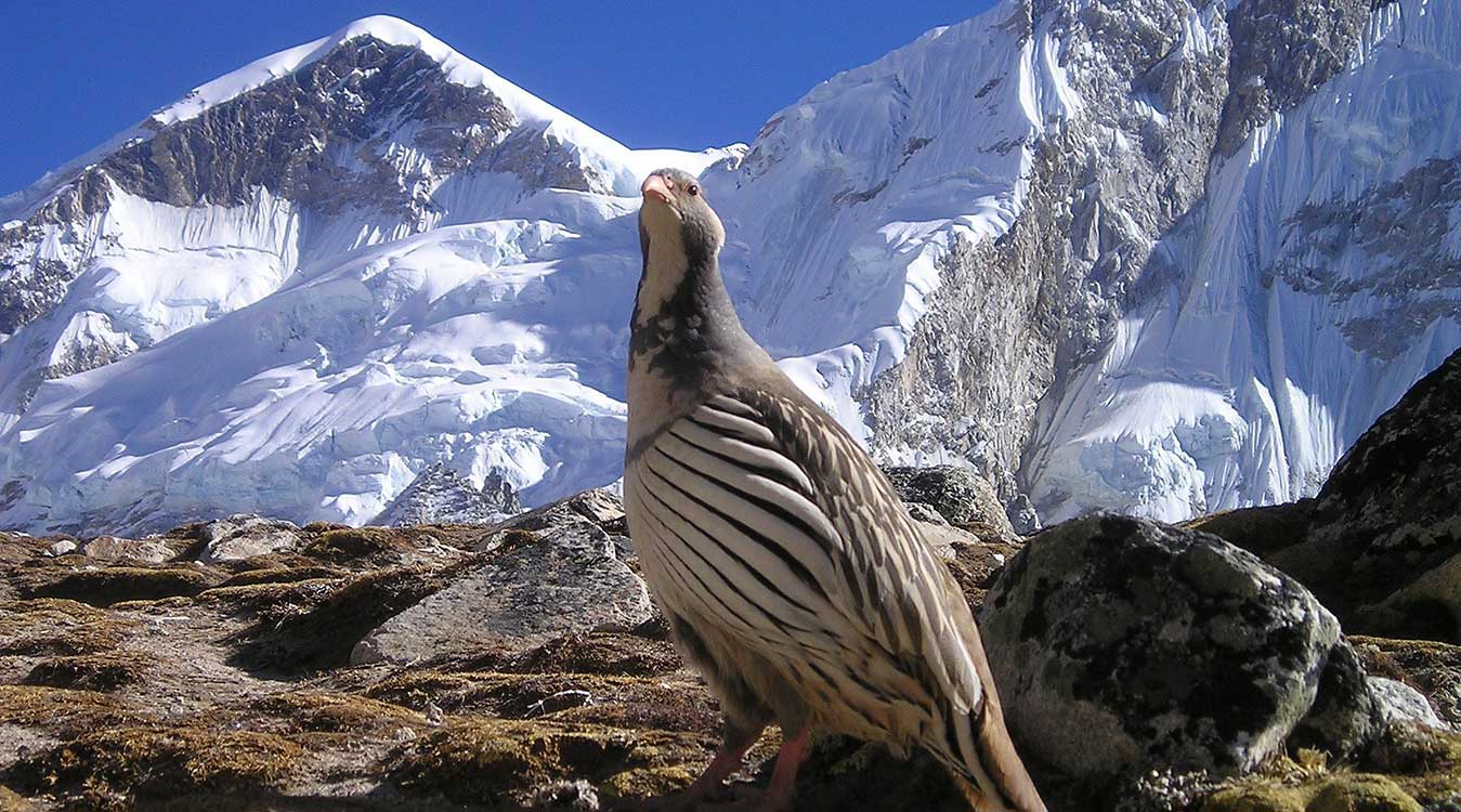 Bird-watching-in-nepal