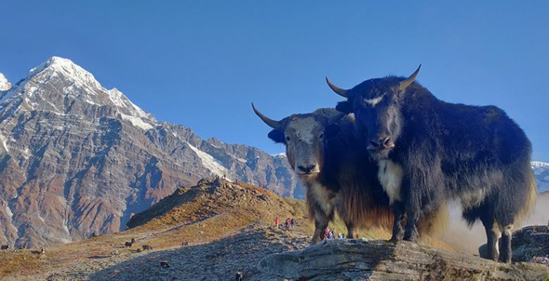 Pikey peak trek- one-of-the-best-short-treks-in-nepal