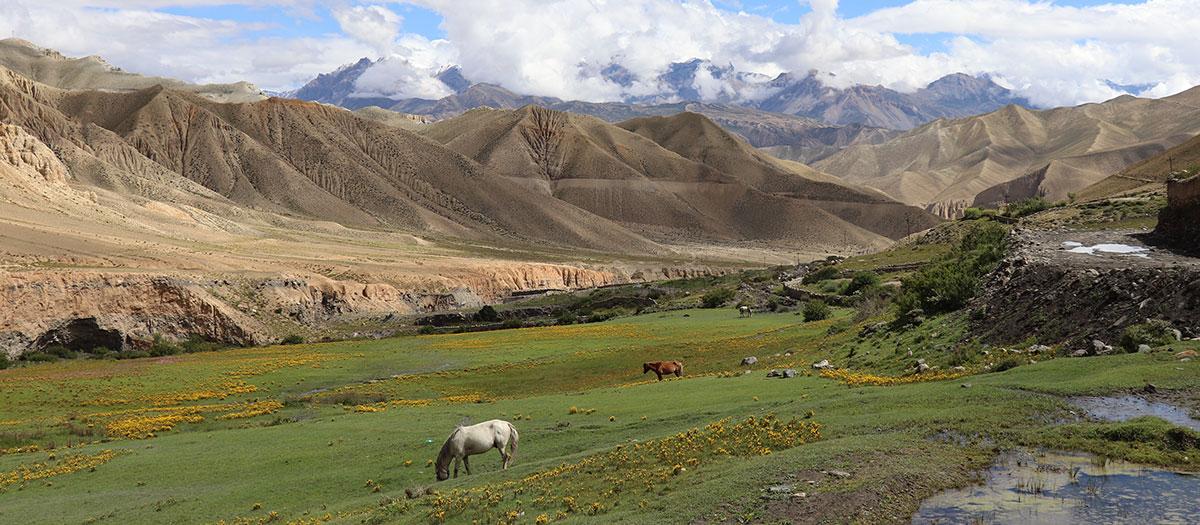 beautiful-mustang-view