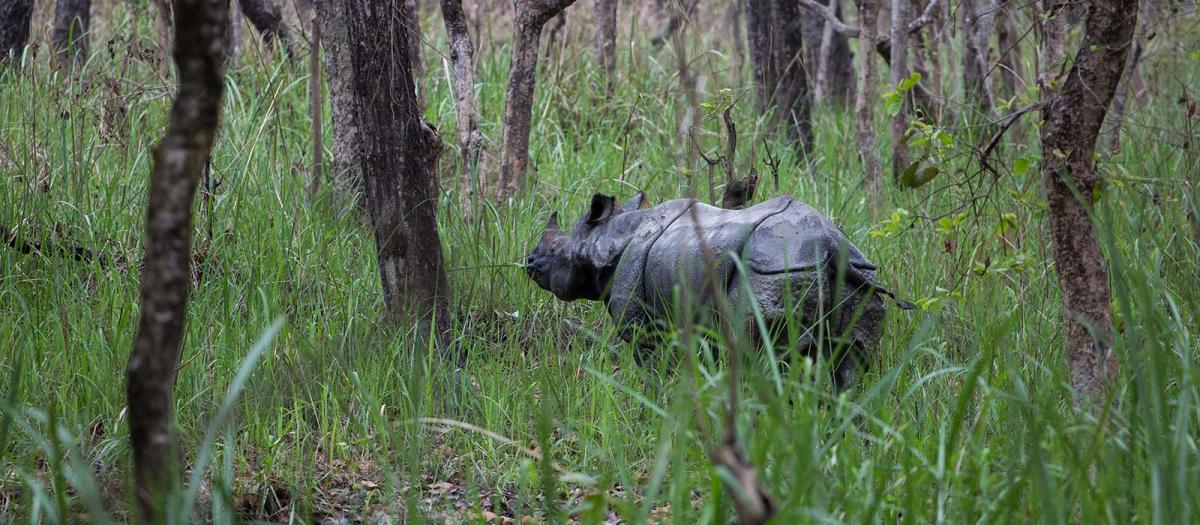 chitwan-national-park