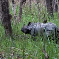 chitwan-national-park