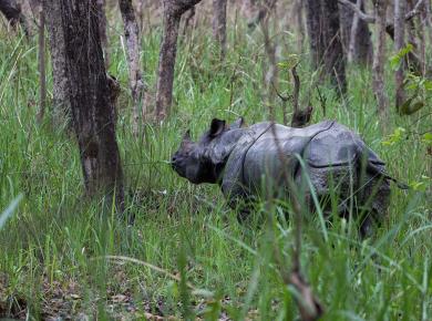 chitwan-national-park