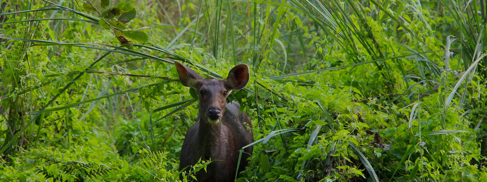 chitwan-national-park-world-heritage-sites-in-nepal