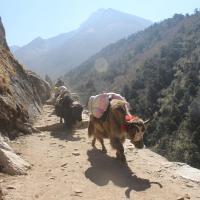 Yak carrying loads on the way to Tengboche to Dingboche